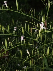 Andrographis paniculata