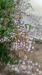 Aloysia citrodora