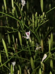 Andrographis paniculata