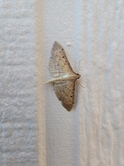 Herpetogramma bipunctalis