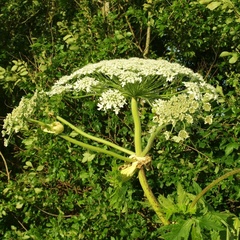 Heracleum