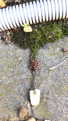 Acronicta rumicis