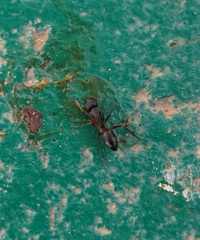 Camponotus compressus