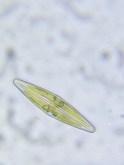 Frustulia rhomboides