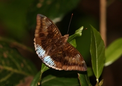 Euthalia phemius