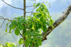 Pterocarpus rotundifolius