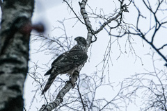 Accipiter gentilis