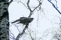 Accipiter gentilis