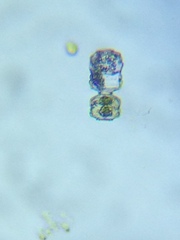 Desmidium grevillei