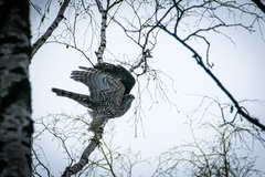 Accipiter gentilis