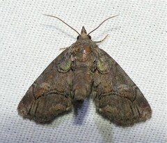 Paectes pygmaea
