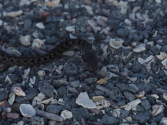 Pseudalsophis biserialis