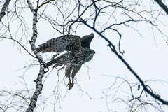 Accipiter gentilis
