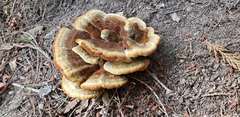 Phaeolus