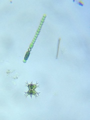Anabaena pseudoscillatoria