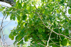 Pterocarpus rotundifolius