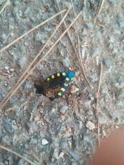 Buprestis octoguttata