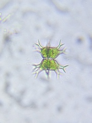 Staurastrum arctiscon