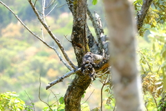 Pterocarpus rotundifolius