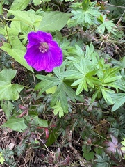 Geranium sanguineum