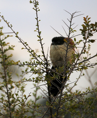 Centropus superciliosus burchellii