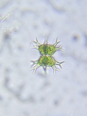 Staurastrum arctiscon