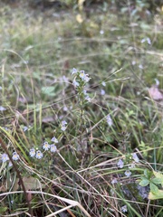 Euphrasia