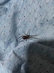 Steatoda grossa