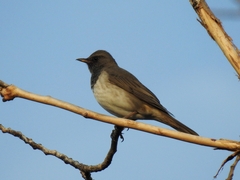Turdus atrogularis