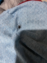 Steatoda grossa