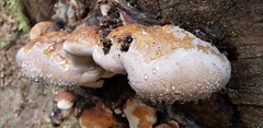 Fomitopsis