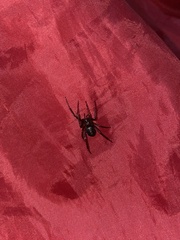 Steatoda grossa