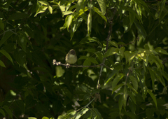 Acrocephalus dumetorum