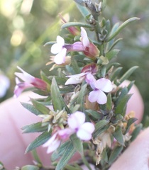 Muraltia knysnaensis