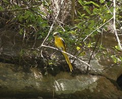 Pericrocotus ethologus