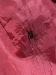 Steatoda grossa