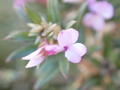 Muraltia knysnaensis