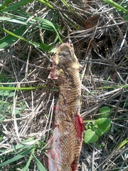 Zamenis longissimus