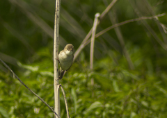 Acrocephalus dumetorum