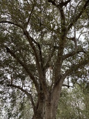 Olea europaea
