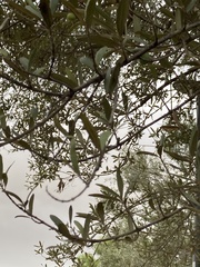 Olea europaea