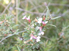 Muraltia knysnaensis