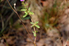 Vernonieae