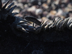 Pseudalsophis biserialis