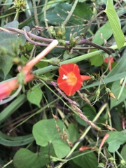 Ipomoea coccinea