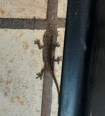 Hemidactylus frenatus