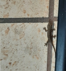 Hemidactylus frenatus
