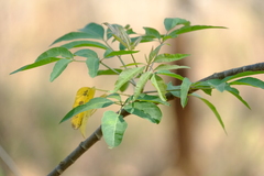 Commiphora