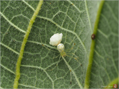 Meotipa spiniventris