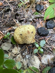 Truncocolumella citrina